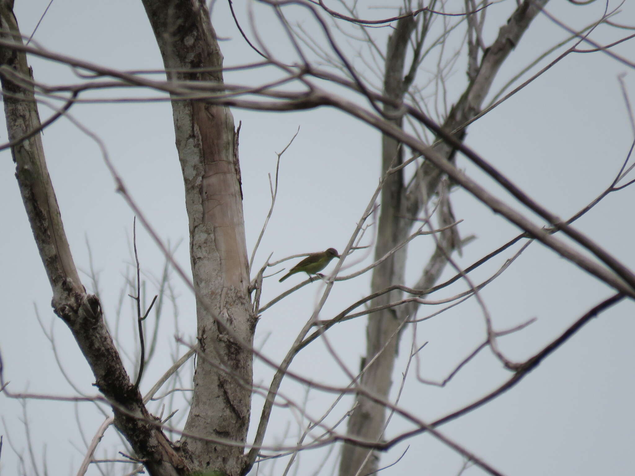 Слика од Vireo flavoviridis (Cassin 1851)