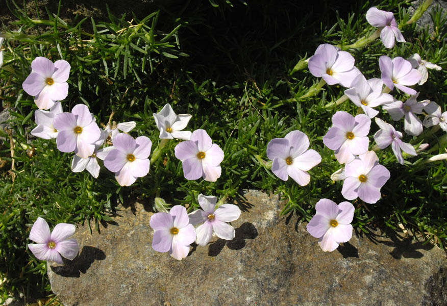 Imagem de Phlox diffusa Benth.