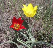 Image of Didier's tulip