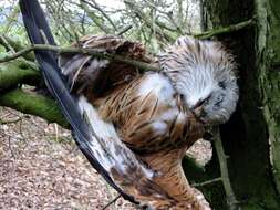 Image of Red Kite