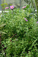 Image of Cistus creticus L.