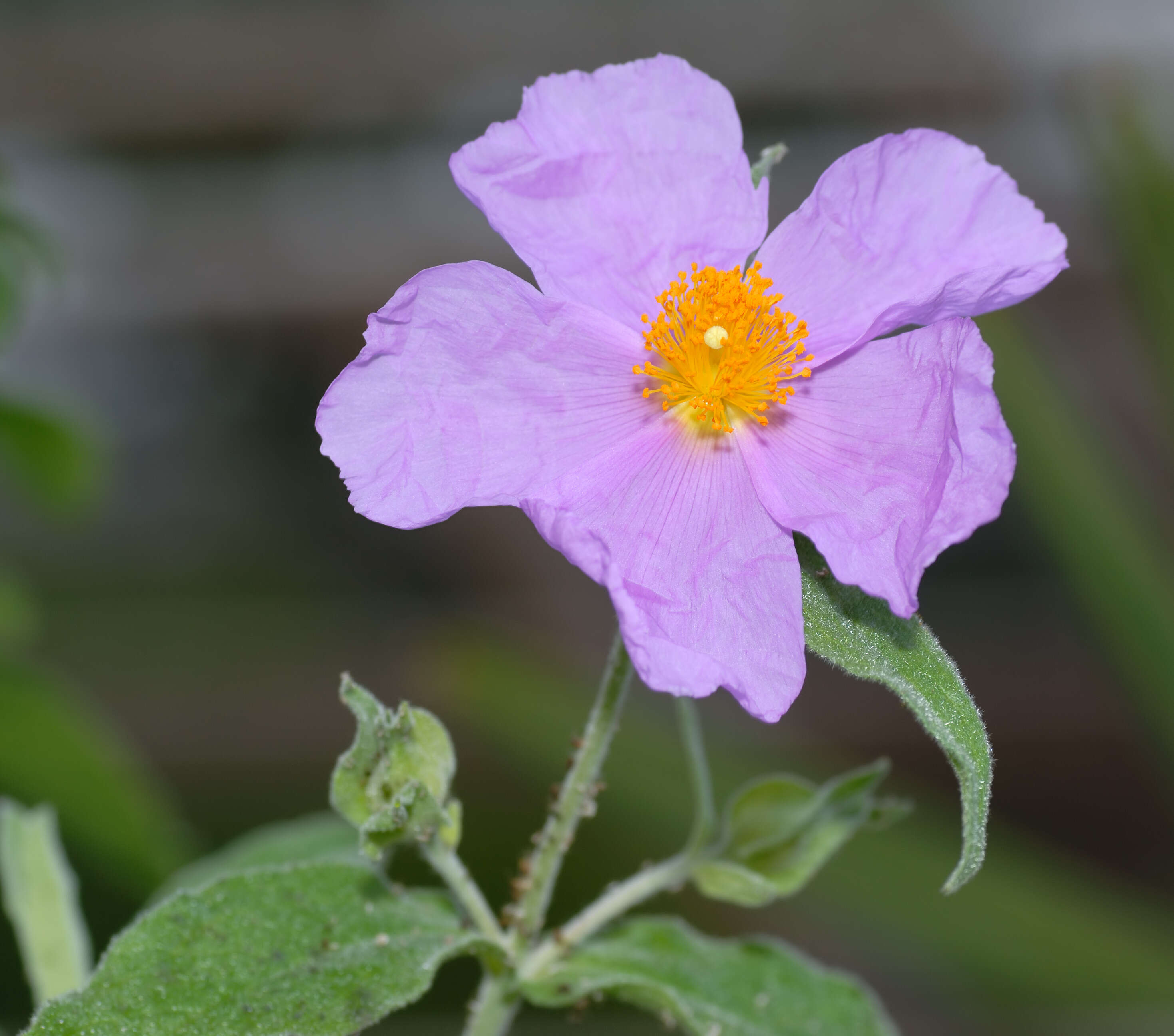 Image of Cistus creticus L.