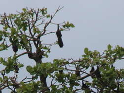 Image of Insular Flying Fox