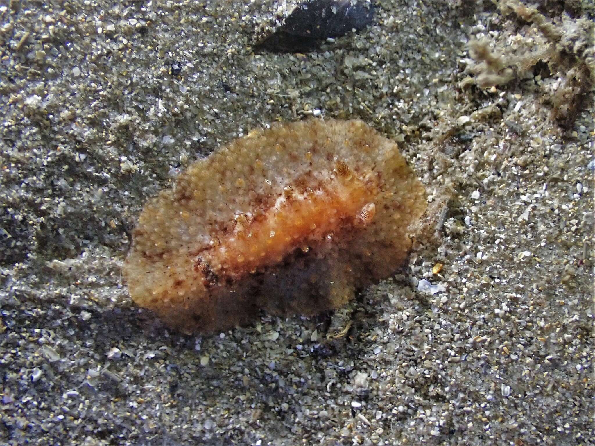 Image of Carminodoris nodulosa (Angas 1864)