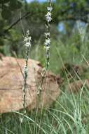 Image of Chlorophytum bowkeri Baker