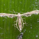 Image of Sphenarches zanclistes (Meyrick 1905)