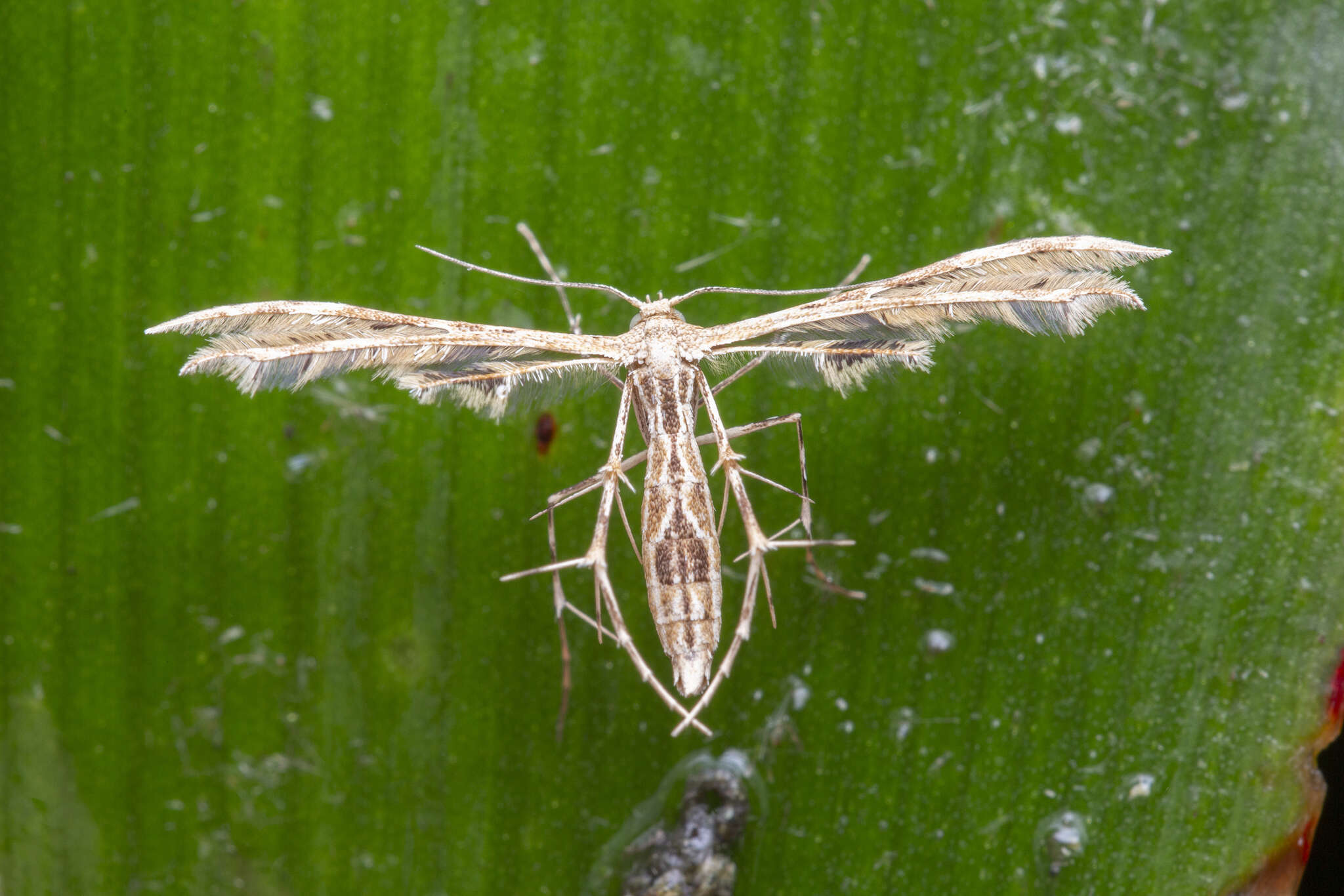 Image de Sphenarches zanclistes (Meyrick 1905)