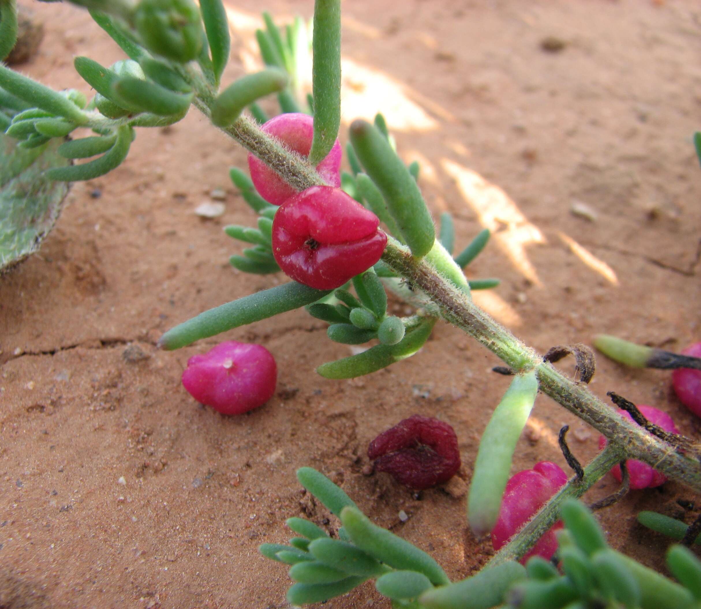 Imagem de Enchylaena tomentosa R. Br.