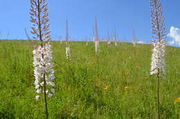 Image of Eremurus tianschanicus Pazij & Vved. ex Pavlov