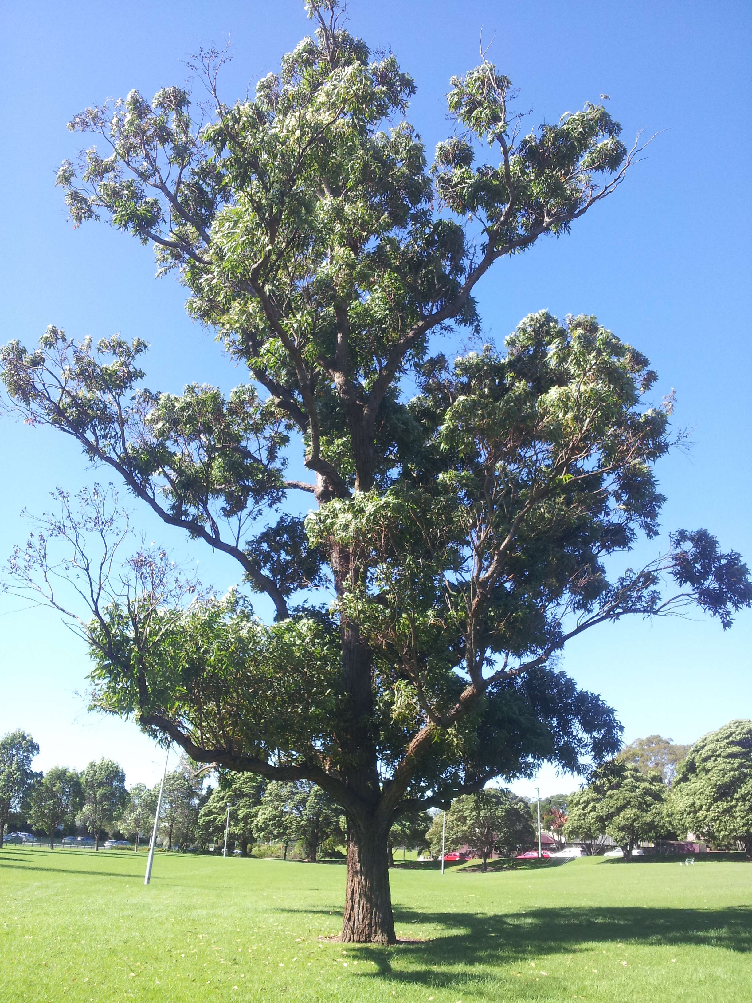 Imagem de Eucalyptus robusta Sm.