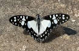 Graphium schaffgotschi (Niepelt 1927) resmi