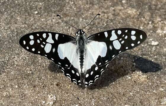 Image of Graphium schaffgotschi (Niepelt 1927)