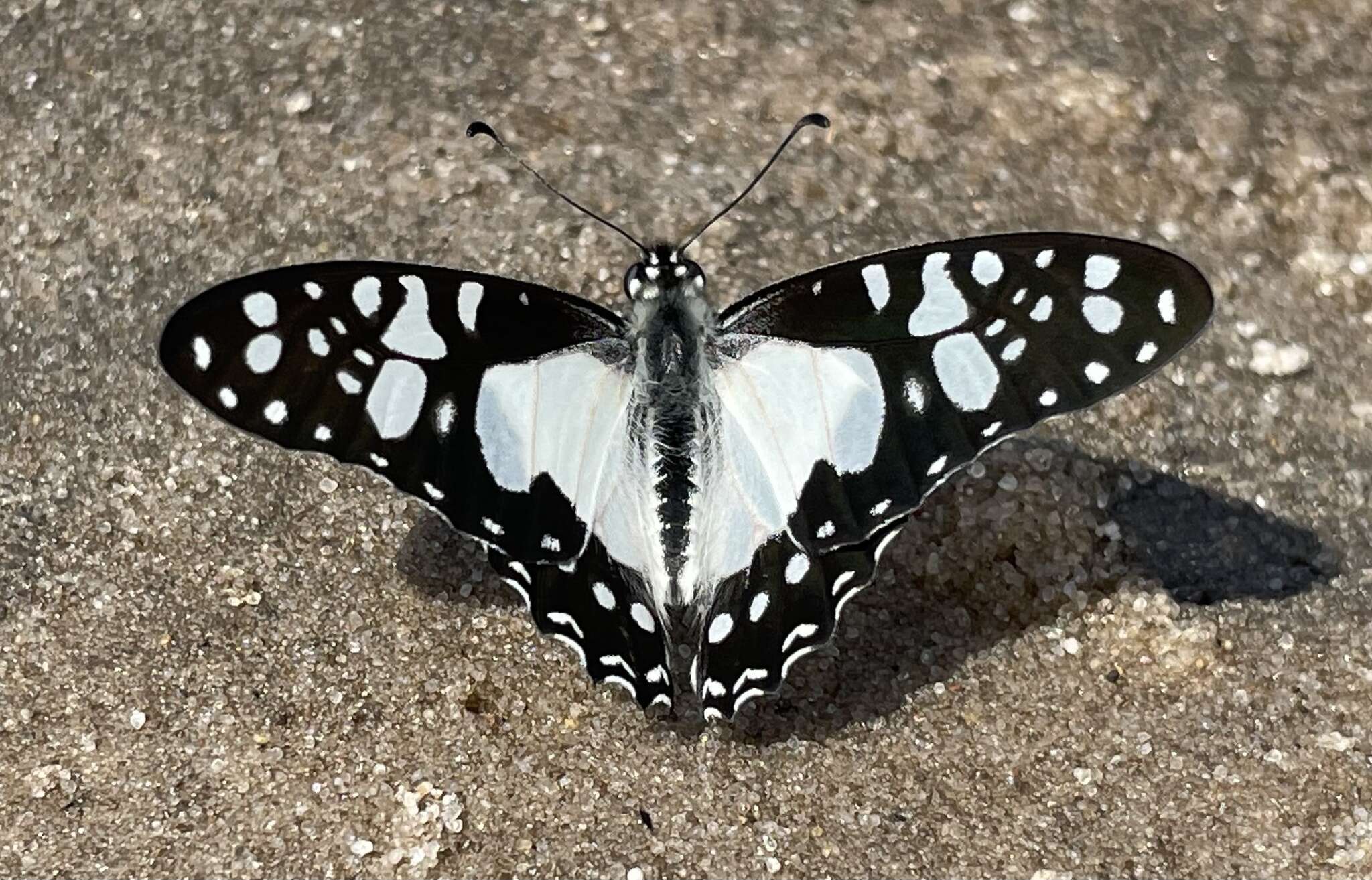 Graphium schaffgotschi (Niepelt 1927) resmi