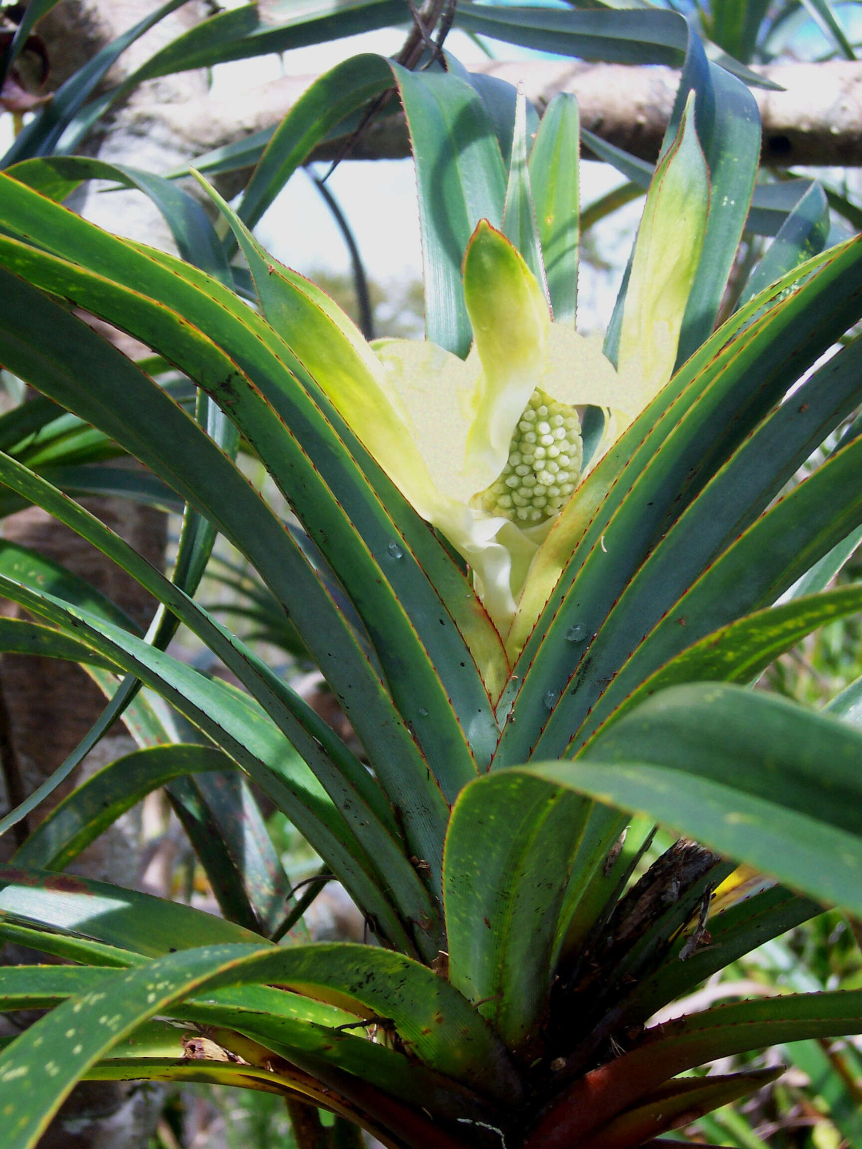 Image of Pandanus montanus Bory