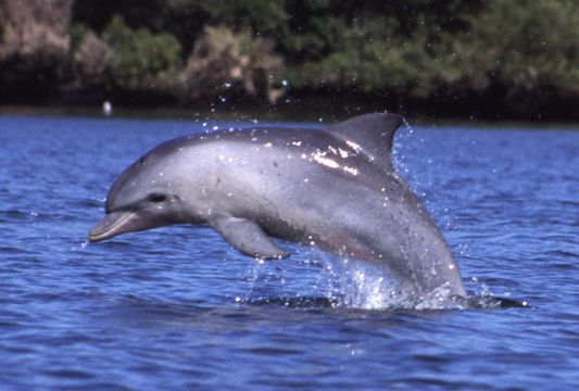 Image of Indian Ocean Bottlenose Dolphin