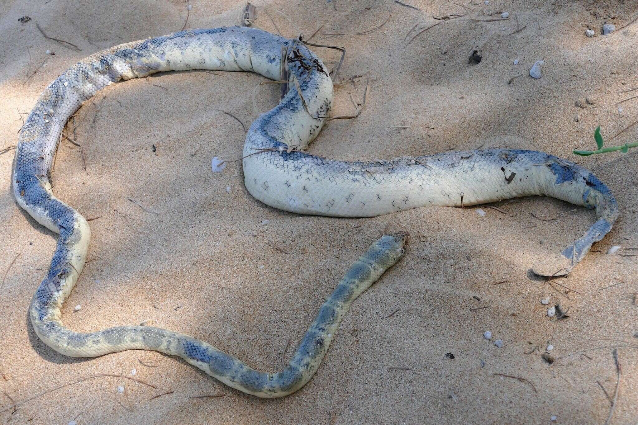 Image of Elegant or bar-bellied seasnake