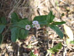 Image de Boerhavia dominii R. D. Meikle & H. J. Hewson