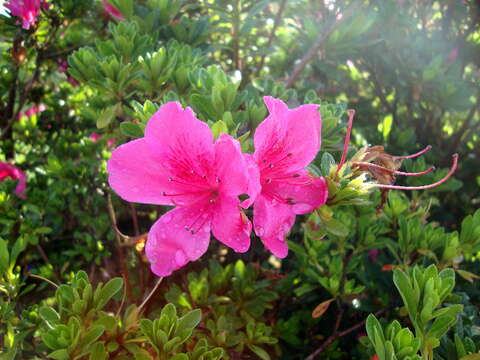 Plancia ëd Rhododendron simsii Planch.