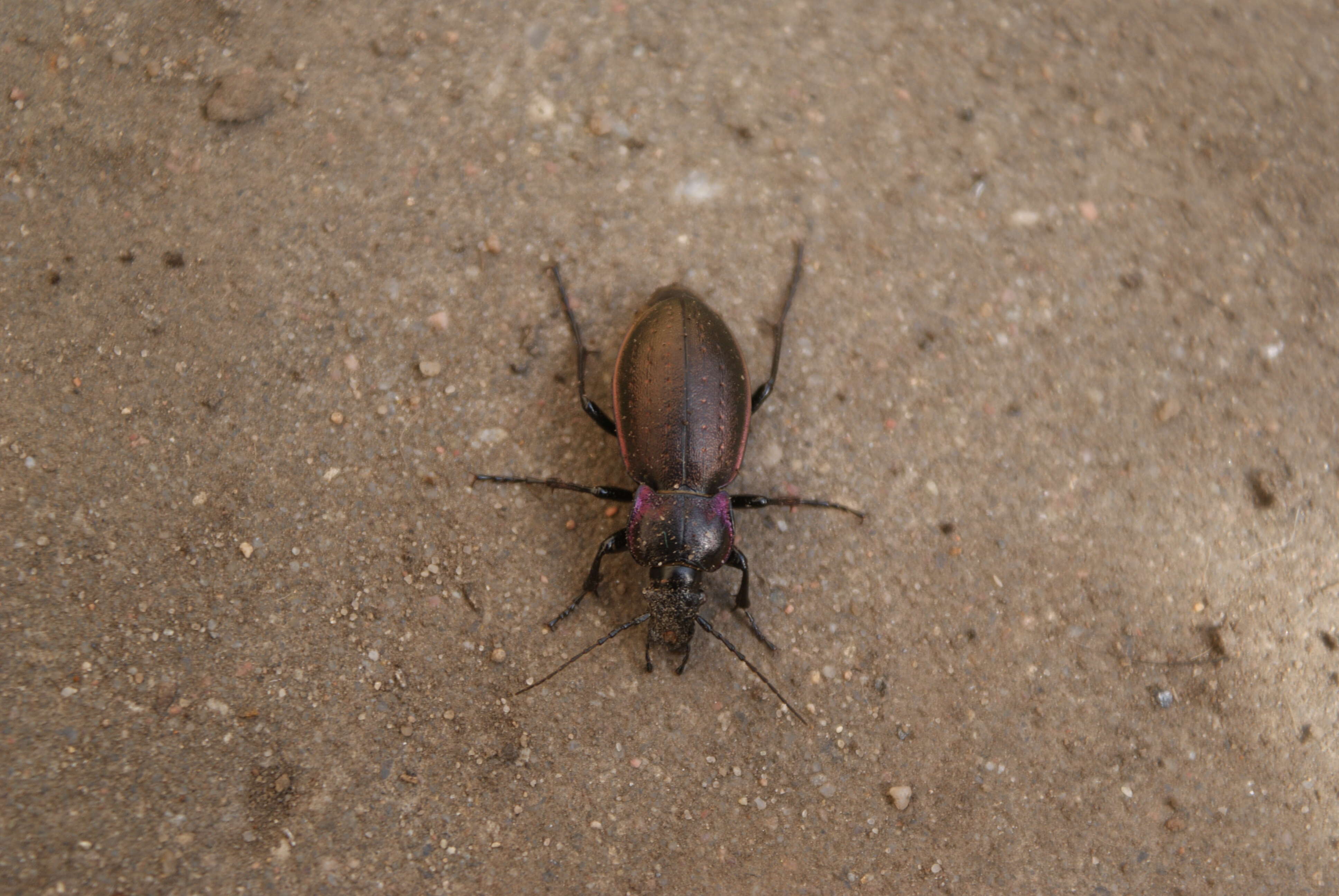 Image of Carabus (Oreocarabus) hortensis Linnaeus 1758