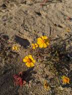 Image of Boeberastrum anthemidifolium (Benth.) Rydb.