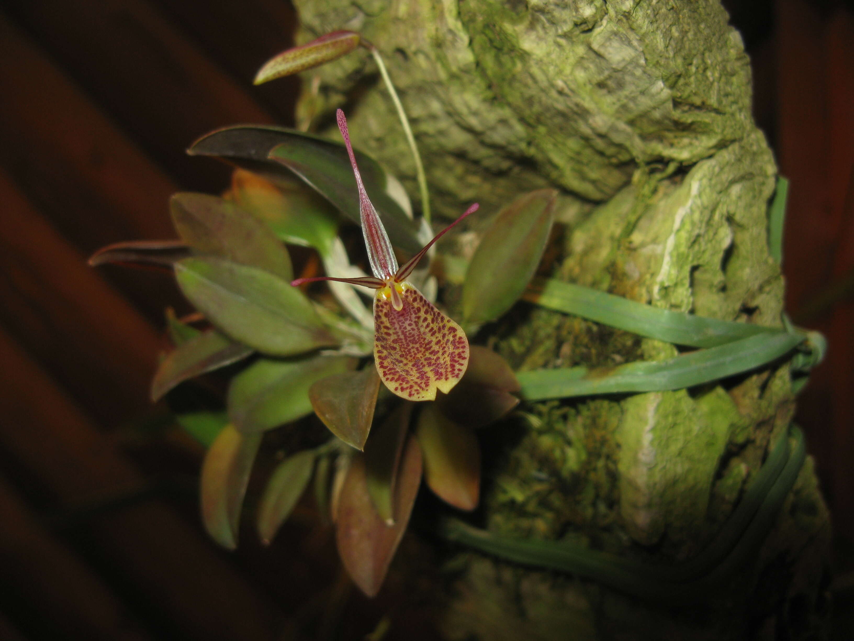 Plancia ëd Restrepia elegans H. Karst.