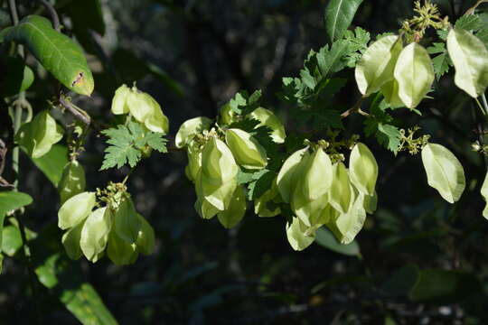 Sivun Urvillea chacoensis A. T. Hunziker kuva