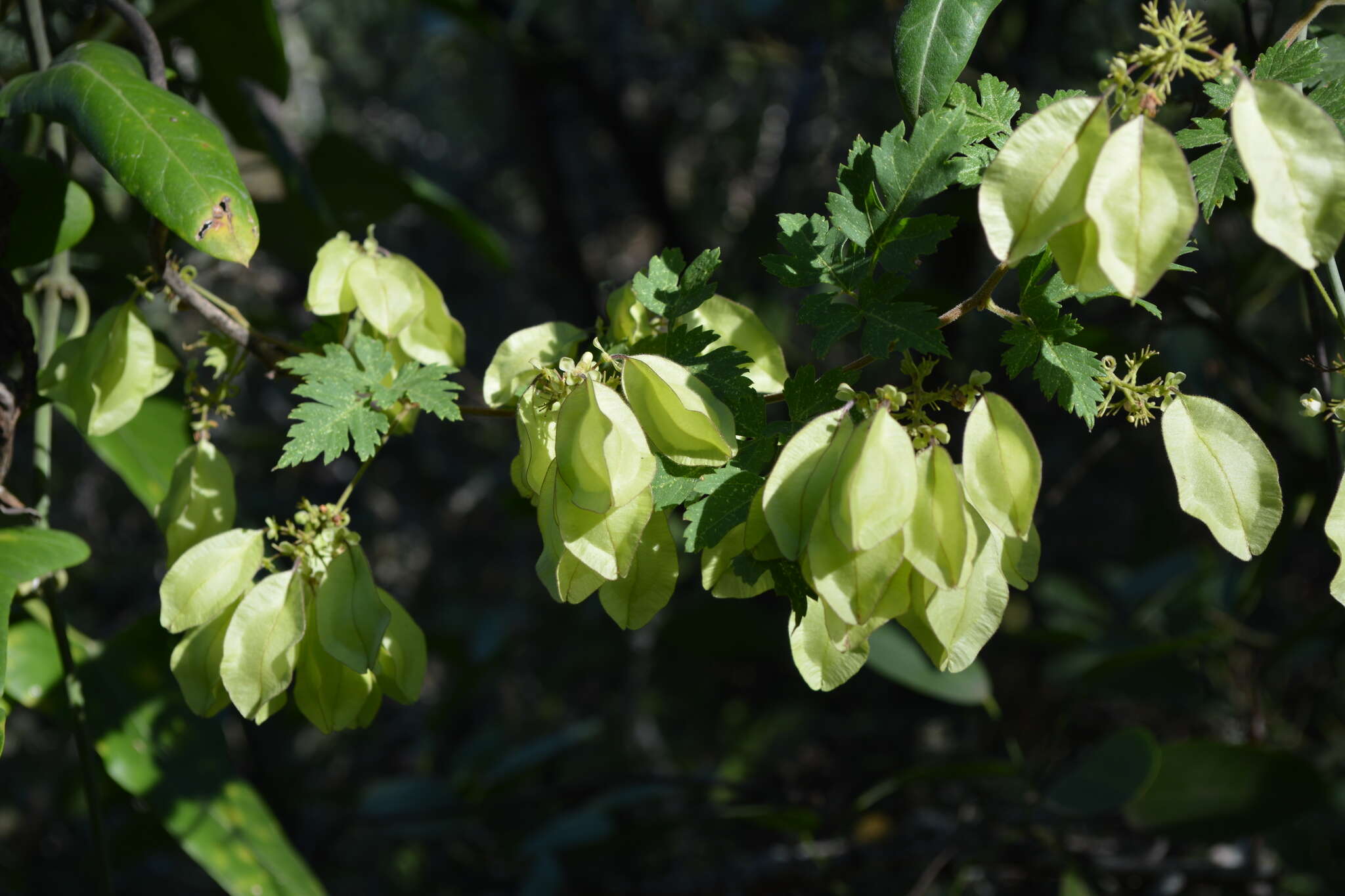 Urvillea chacoensis A. T. Hunziker的圖片