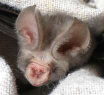 Image of Cape Leaf-nosed bat