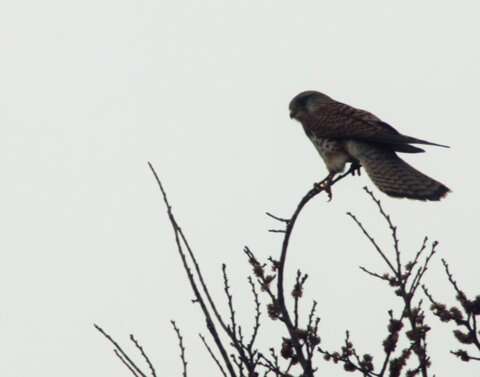 Image of kestrel, common kestrel