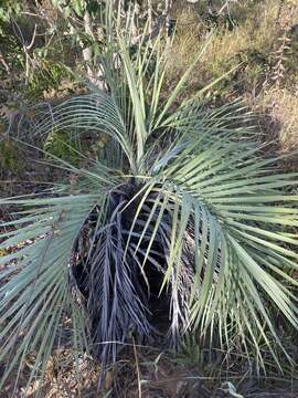 Image of Butia archeri (Glassman) Glassman