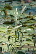 Image de Persicaria attenuata (R. Br.) Sojak