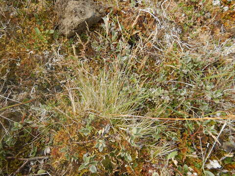 Image of Deschampsia cespitosa subsp. cespitosa