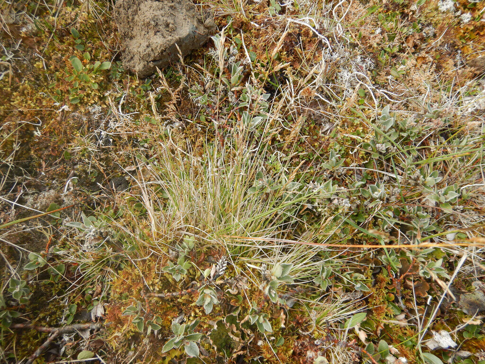 Image of Deschampsia cespitosa subsp. cespitosa