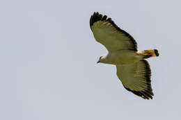 Image of White-necked Hawk