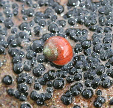 Image of black-lined periwinkle