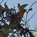 Image of Black-backed Oriole