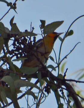 Image of Black-backed Oriole