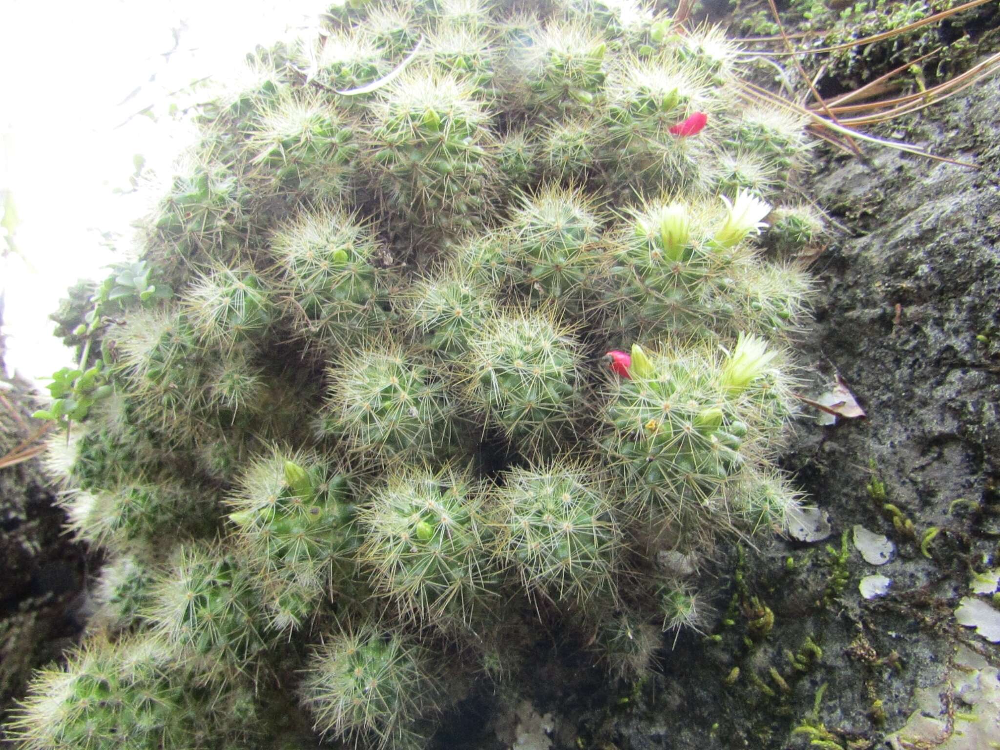 Image of Mammillaria vetula subsp. lacostei