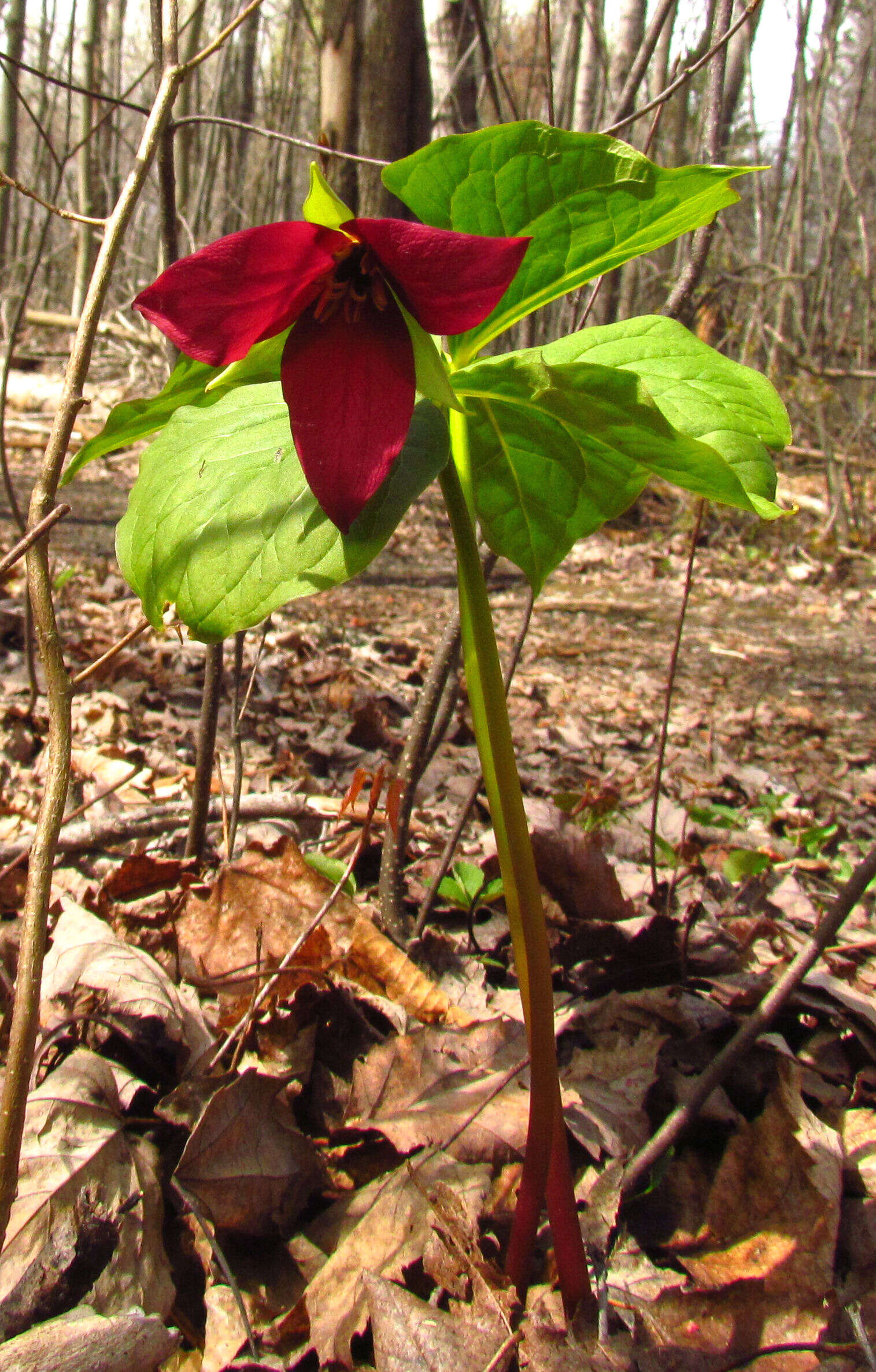 Image of red trillium