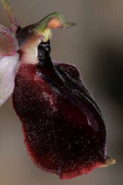 Image of Horseshoe bee-orchid