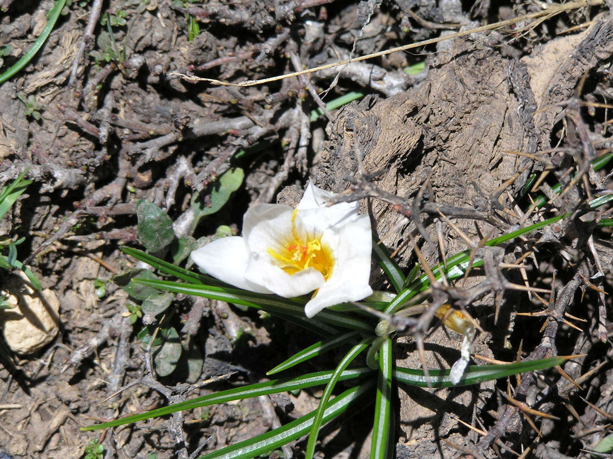 Image of Sieber's crocus