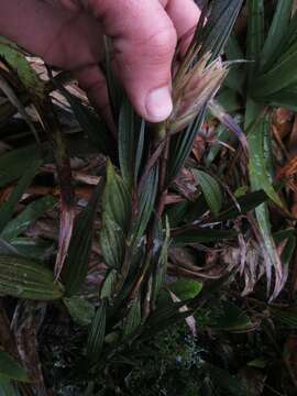 Imagem de Elleanthus maculatus (Lindl.) Rchb. fil.