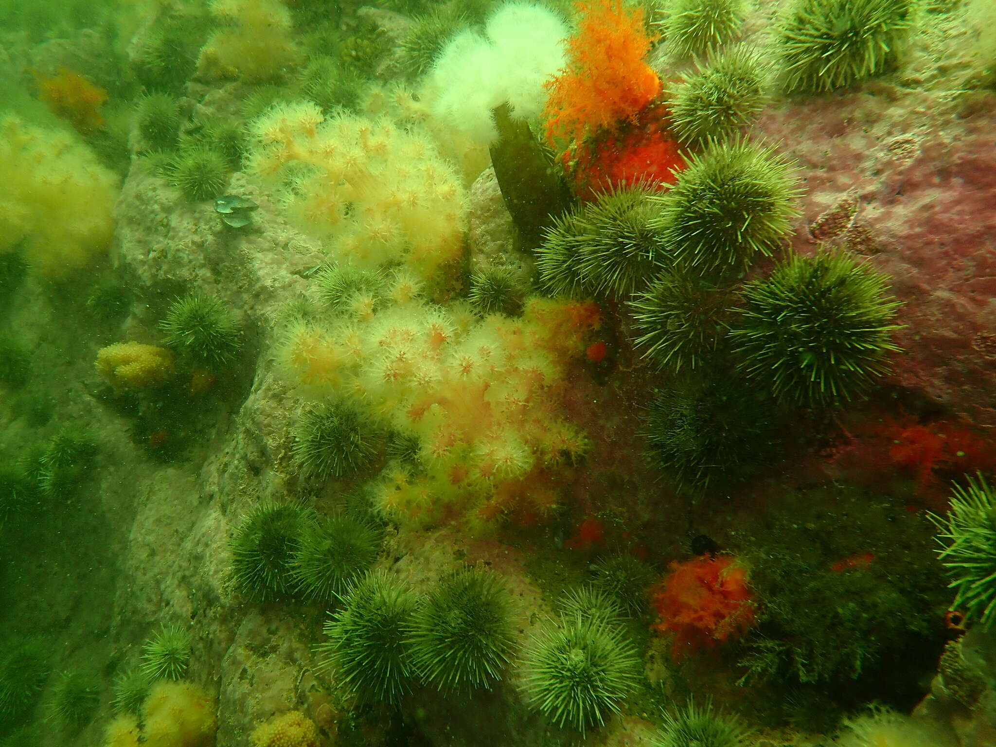 Image of Sea Strawberry