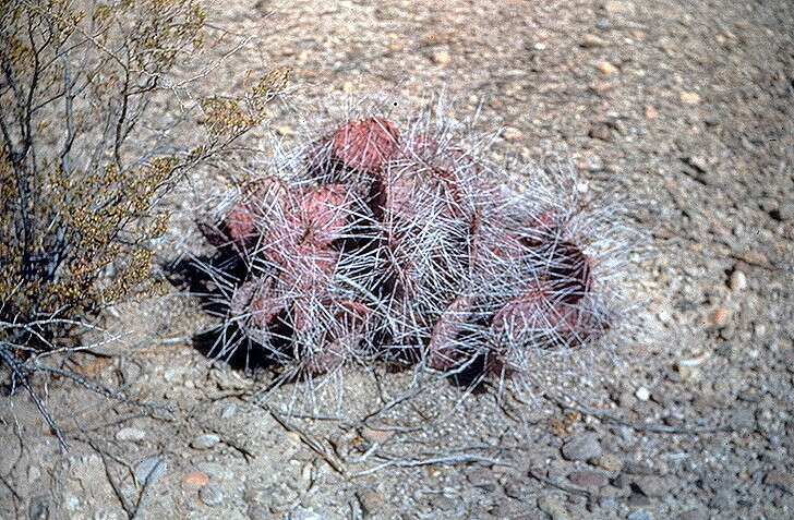 Image of Black-spined pricklypear