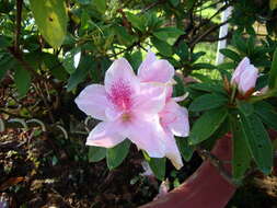 Plancia ëd Rhododendron simsii Planch.