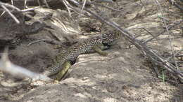 Image de Sceloporus zosteromus Cope 1863