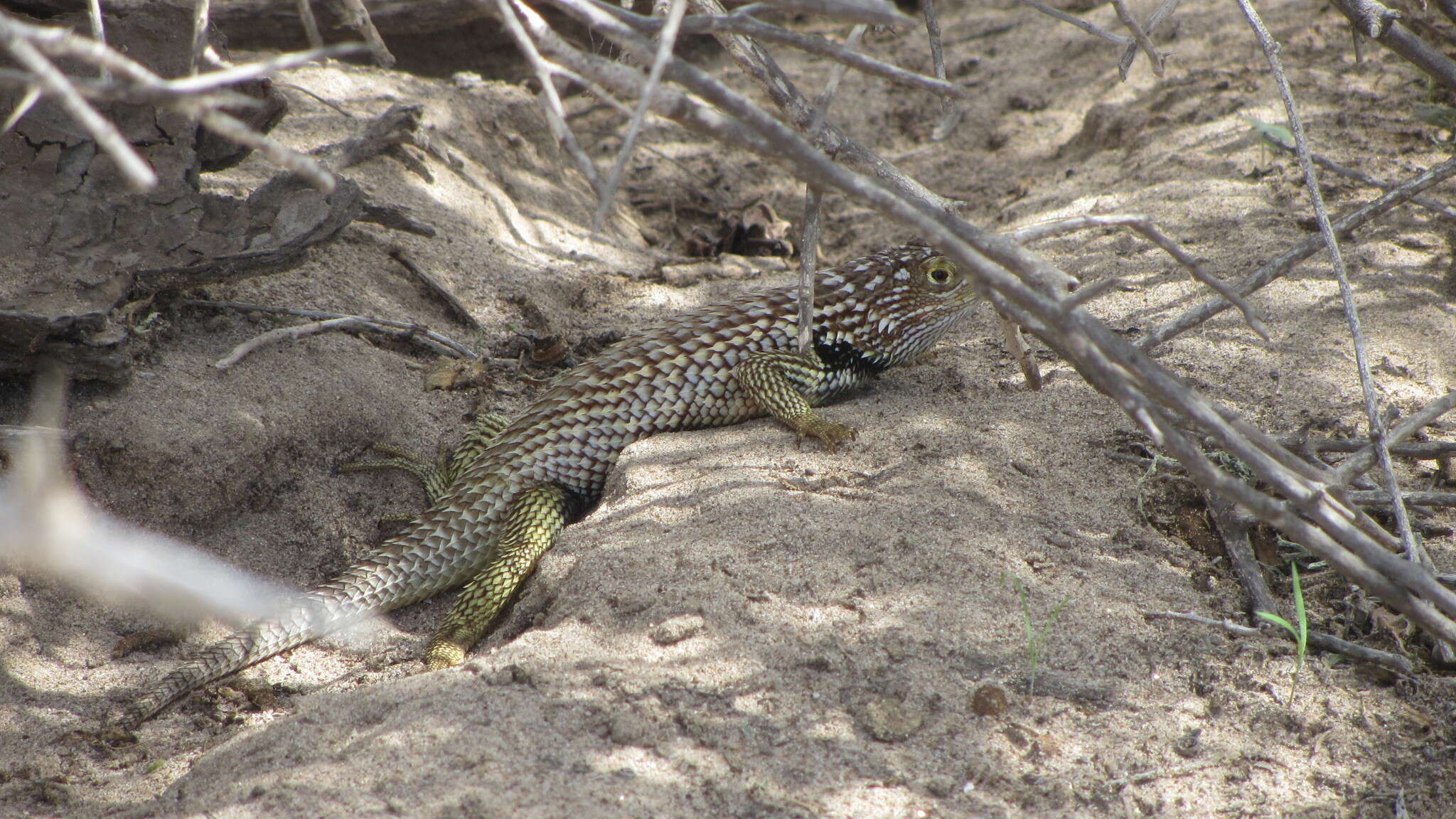 Image of Baja California Spiny Lizard
