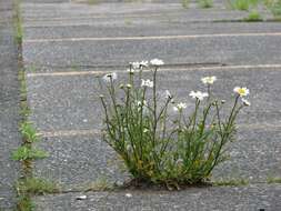 Слика од Leucanthemum vulgare Lam.