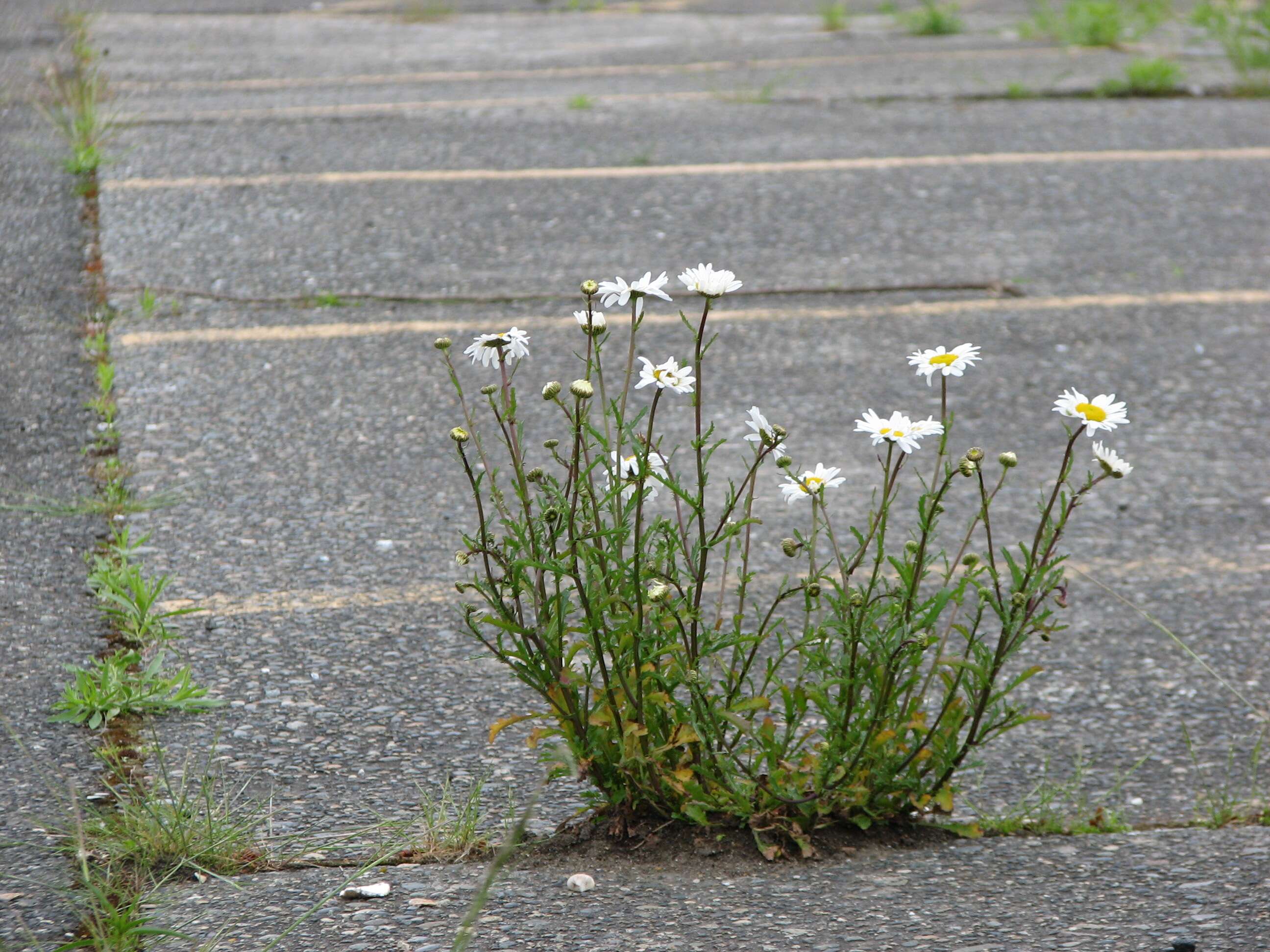 Image of Oxeye Daisy