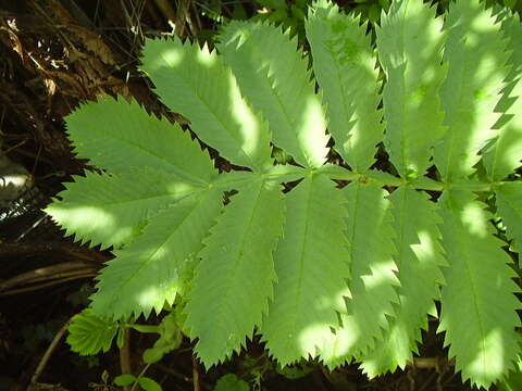 Image de Melianthus major L.